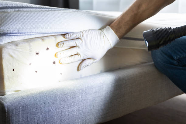 Best Cockroach Control Services  in Cross Plains, TX