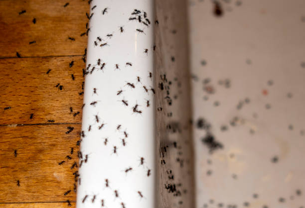 Insect Control in Cross Plains, TX