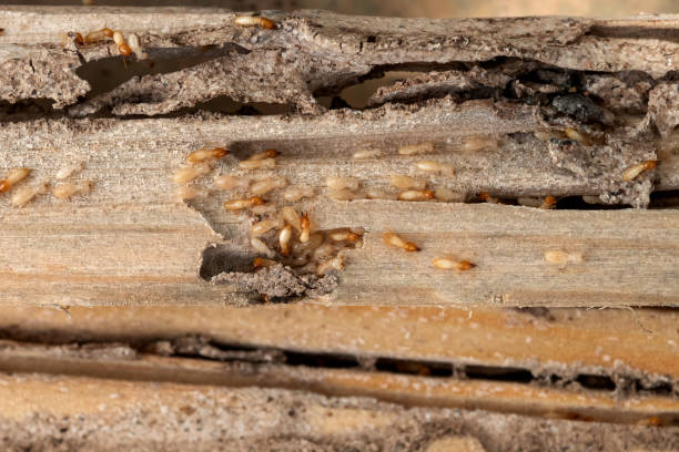 Reliable Cross Plains, TX Pest Control Solutions