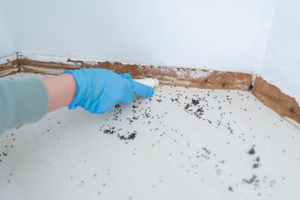 Best Residential Pest Control  in Cross Plains, TX